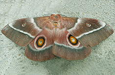 Gonimbrasia belina belina